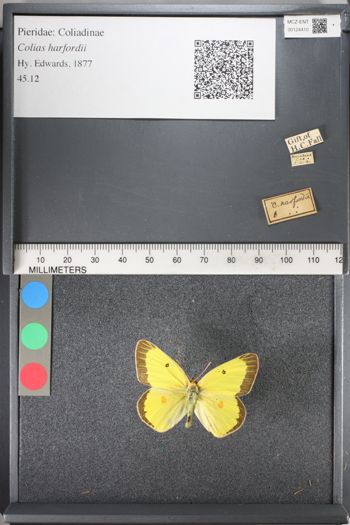 Media type: image;   Entomology 124410
